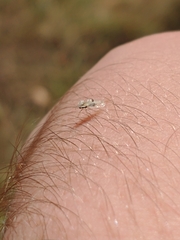 Tingidae