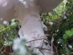 Amanita strobiliformis