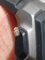 Tingidae