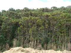 Araucaria angustifolia