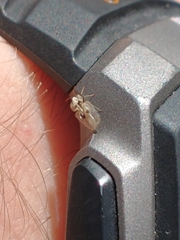 Tingidae