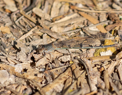 Argia apicalis