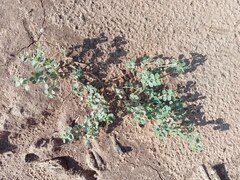 Euphorbia albomarginata