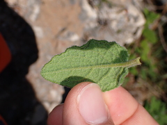Cistus