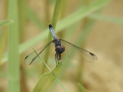 Erythrodiplax minuscula
