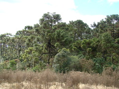 Araucaria angustifolia