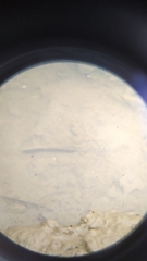 Haemopis sanguisuga