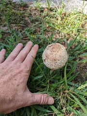 Chlorophyllum brunneum