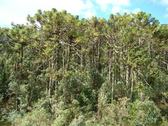 Araucaria angustifolia