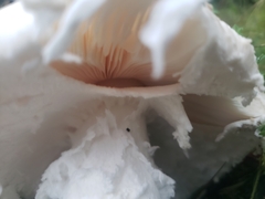 Amanita strobiliformis