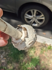 Chlorophyllum brunneum