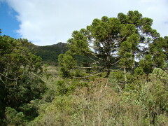 Araucaria angustifolia