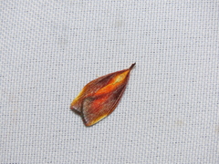 Lethata