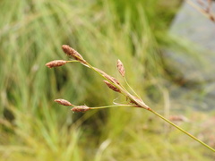 Fimbristylis