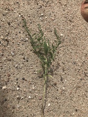 Cycloloma atriplicifolium