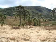 Araucaria angustifolia