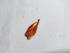 Lethata