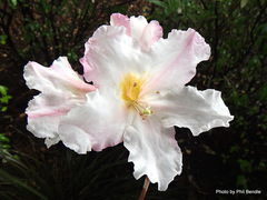 Rhododendron cubittii
