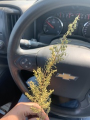 Artemisia dracunculus