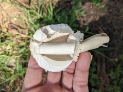 Chlorophyllum brunneum