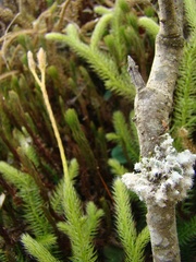 Lycopodium