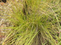 Fimbristylis
