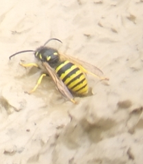 Dolichovespula sylvestris
