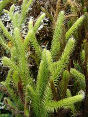 Lycopodium