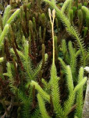 Lycopodium