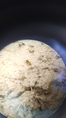 Dolichovespula sylvestris