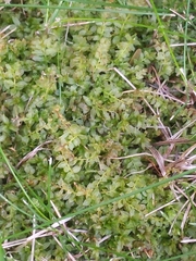 Plagiomnium cuspidatum