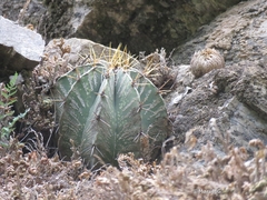 Astrophytum ornatum