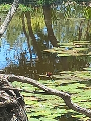 Jacana spinosa