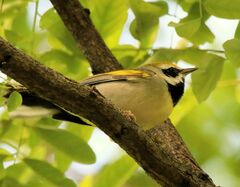 Vermivora chrysoptera