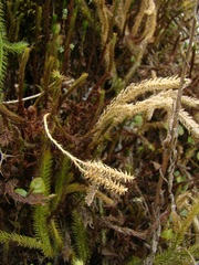 Lycopodium