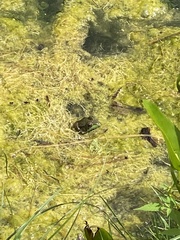 Lithobates clamitans