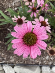 Echinacea