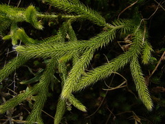 Lycopodium
