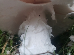 Amanita strobiliformis