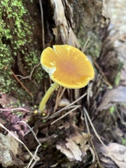 Amanita flavoconia