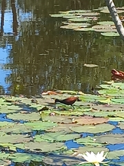 Jacana spinosa