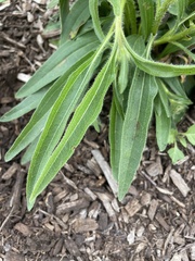 Echinacea