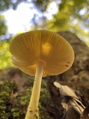 Amanita flavoconia