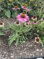 Echinacea