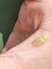 Petalocephala