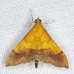 Pyrausta bicoloralis