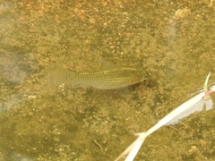 Poecilia latipinna
