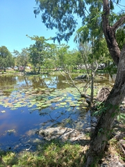 Jacana spinosa