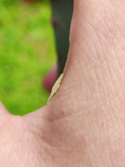 Petalocephala