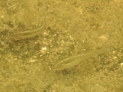 Poecilia latipinna